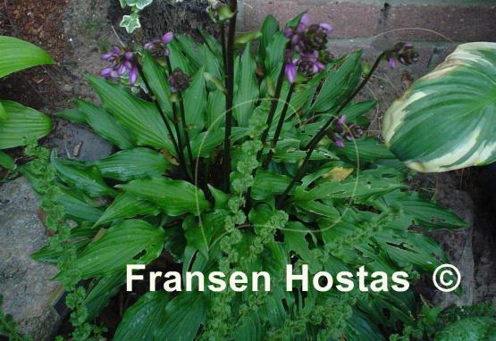 Hosta Purple Passion